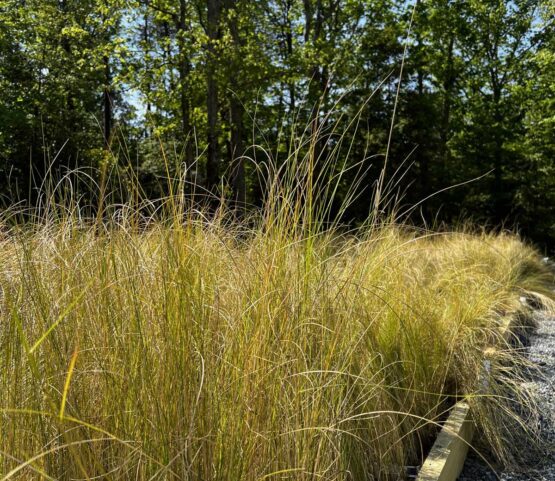 photo of natural grasses used to build a living shoreline